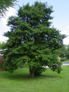 American holly tree in landscape